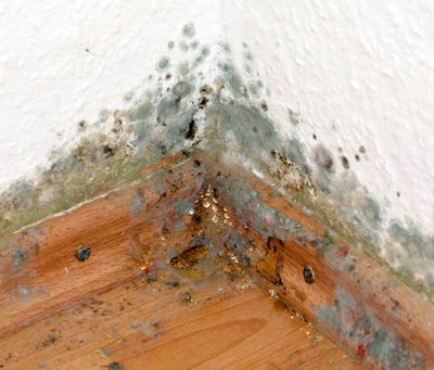 Schimmelbefall Schimmelsanierung